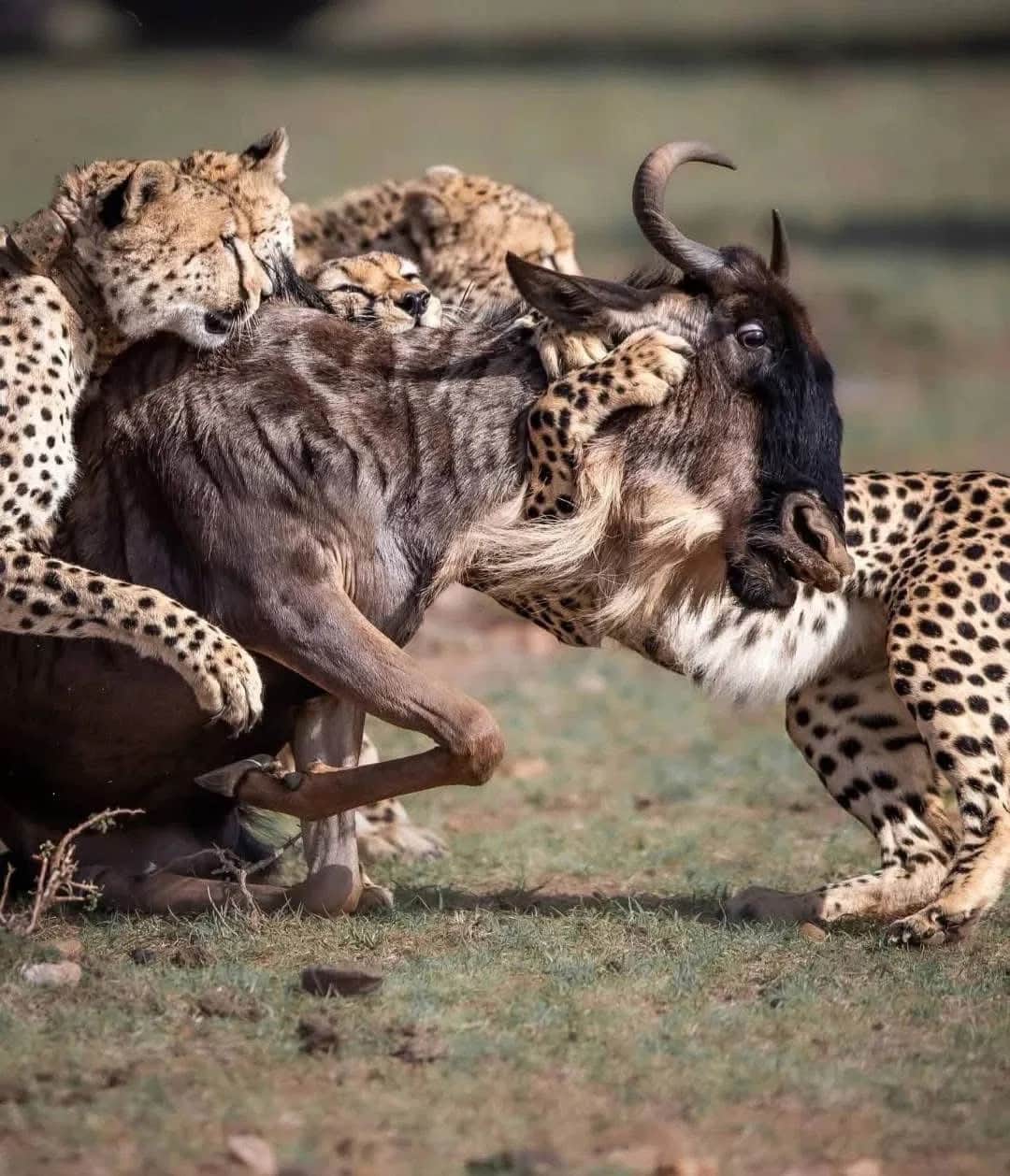 Full-Day Serengeti Wildlife Safari