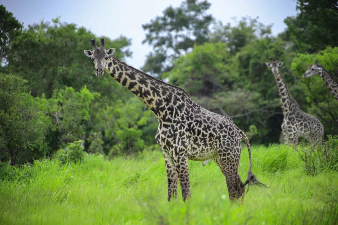 Morning Game Drive in Mikumi and Return to Dar es Salaam