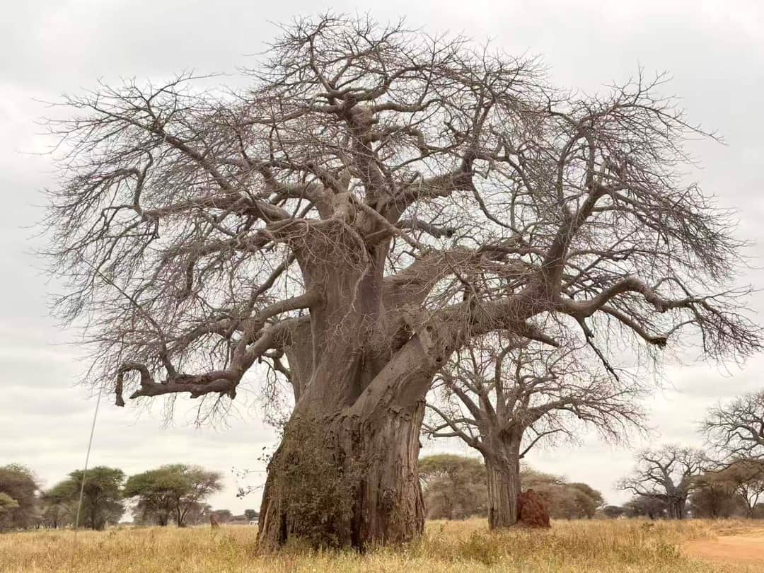 Ndutu Game Drive - Ngorongoro Highlands