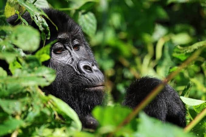 Mountain Gorilla Trekking & Transfer to Volcanoes