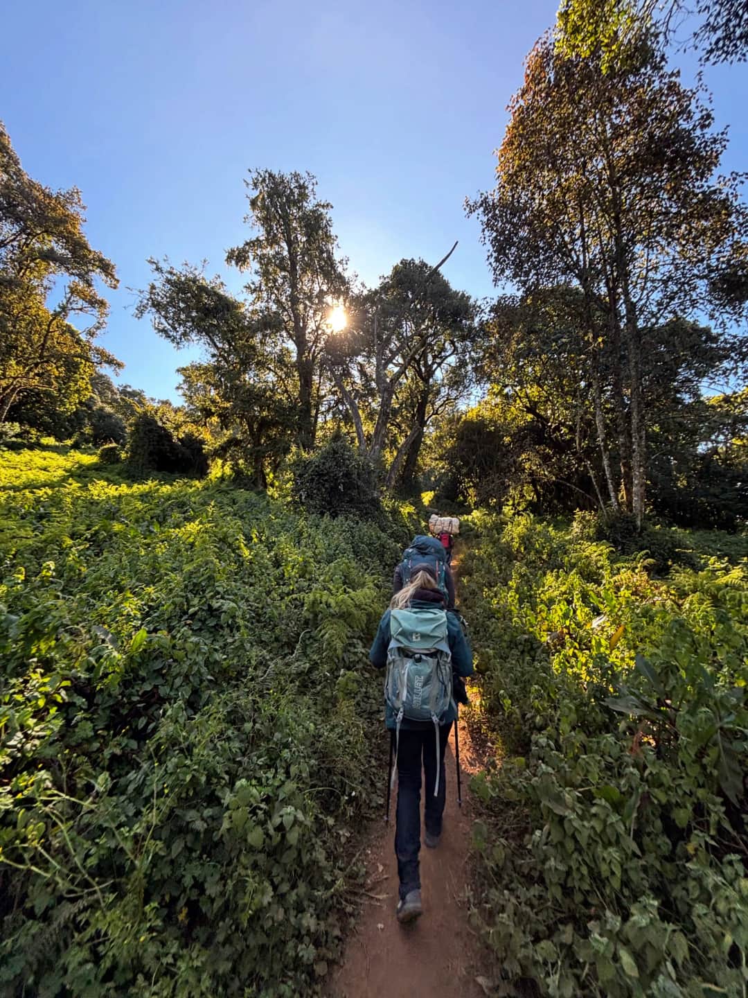 Millennium Camp to Mweka Gate and Return to Moshi