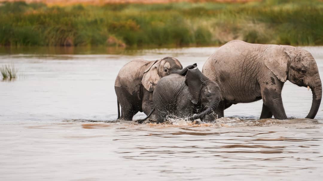 Full-Day Game Drive in Selous Game Reserve